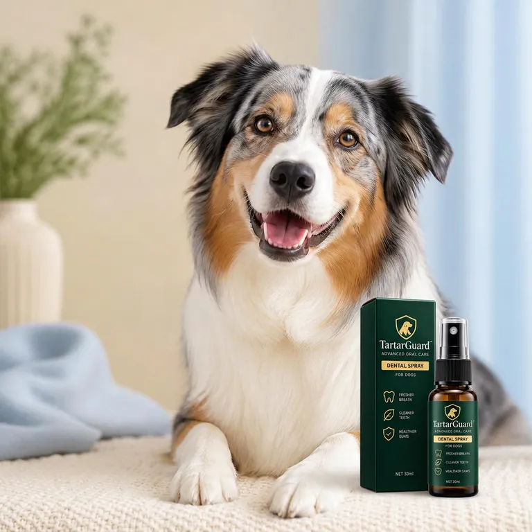 Adult Australian Shepherd beside the TartarGuard daily oral-care spray